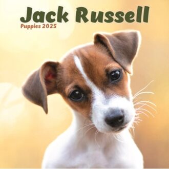 Jack Russell Puppies Square Mini Calendar 2025 - Ltd, Avonside Publishing