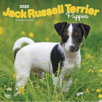 Jack Russell Terrier Puppies 2025 12 X 24 Inch Monthly Square Wall Calendar Plastic-Free - Browntrout