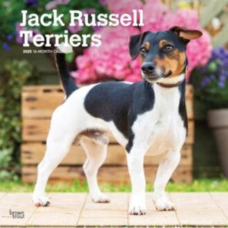 Jack Russell Terriers 2025 12 X 24 Inch Monthly Square Wall Calendar Plastic-Free - Browntrout