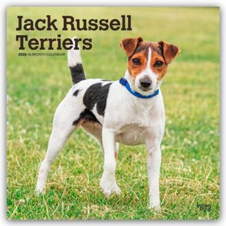 Jack Russell Terriers 2026 Square Flap Calendar - Browntrout Wandkalender - Browntrout Publishers