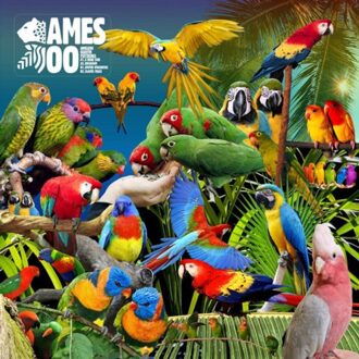 Jameszoo - Guanyin Psittacines (10)