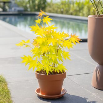 Japanse esdoorn - Acer Orange Dream - P11