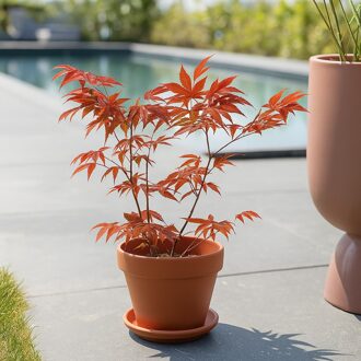 Japanse esdoorn - Acer Palmatum Atropurpureum - P11