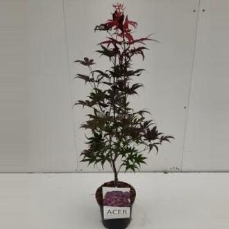 Japanse esdoorn (Acer palmatum "Bloodgood") heester - 60-70 cm - 1 stuks