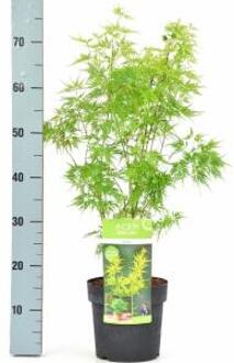 Japanse esdoorn (Acer palmatum "Seiryu") heester