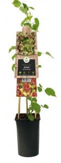 Japanse Wijnbes Rubus Phoenicolasius 75 cm klimplant