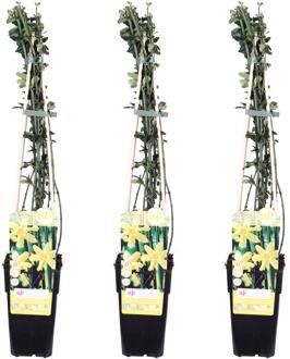 Jasminum Nudiflorum Trio - Winterjasmijn - 3x P15