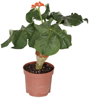 Jatropha Podagrica (Flessenplant) Oranje P 13 cm