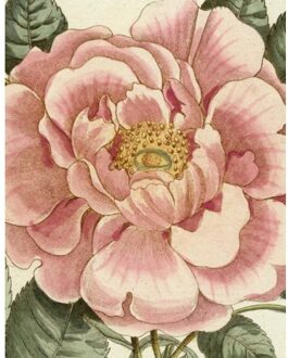 John Derian Picture Book Ii - John Derian