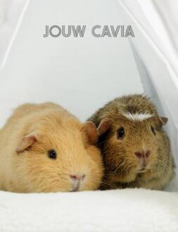 Jouw Cavia - Jeroen van Dongen