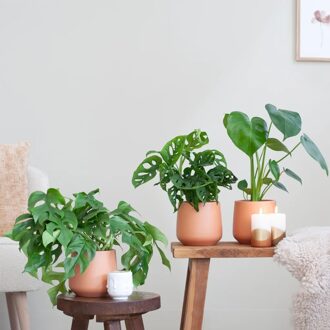 Jungle Kamerplantenbox - P12 - 3 stuks