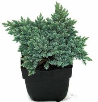 Juniperus Squamata 'Blue Star' - Jeneverbes 15-20 cm in pot