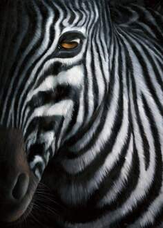 Jutta Plath - Zebra I Kunstdruk 60x80cm