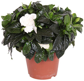 Kaapse Jasmijn (Witte Gardenia Jasminoides) P 17 cm