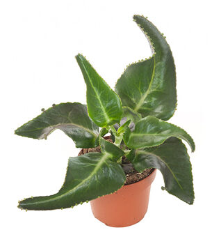 Kalanchoe Daigremontiana (Mother of thousands) - P 14 cm