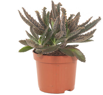 Kalanchoe Daigremontiana - Mother of thousands - P 9 cm