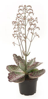 Kalanchoe Humilis - P 11 cm