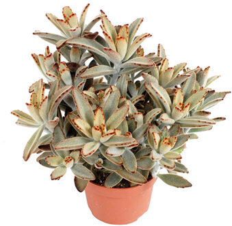 Kalanchoe Tomentosa - P 12 cm
