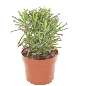 Kalanchoe Tubiflora - P 12 cm