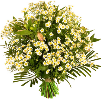 Kamille boeket is een veldbloem