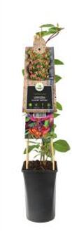 Kamperfoelie Lonicera Heckrottii Goldflame 120 cm klimplant