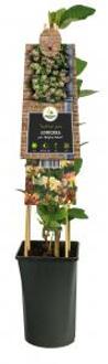 Kamperfoelie Lonicera Periclymenum Belgica Select 120 cm klimplant