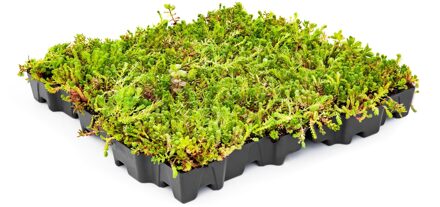 Kant en Klaar groen Sedumdak Mobilane Mobiroof ECO per stuk (0,25m2)