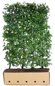 Kant en Klaar Haag Carpinus Betulus 100x150cm.