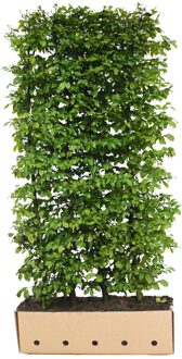 Kant en Klaar Haag Carpinus Betulus 100x200cm.