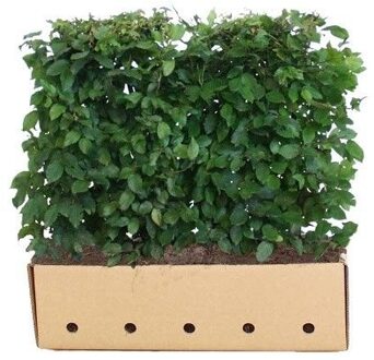 Kant en Klaar Haag Carpinus Betulus 100x80cm.