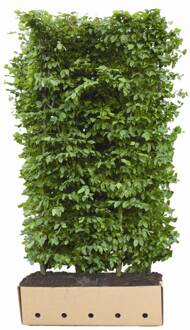 Kant en Klaar Haag Carpinus Betulus hoogte 200 cm.