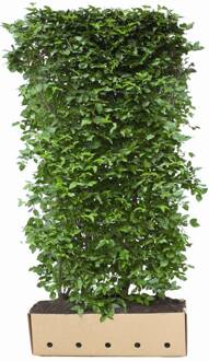 Kant en Klaar Haag Cornus Mas hoogte 200 cm.