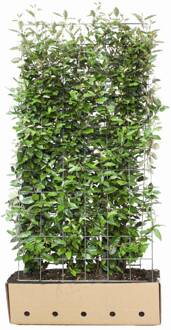 Kant en Klaar Haag Elaeagnus Ebbingei hoogte180 cm.