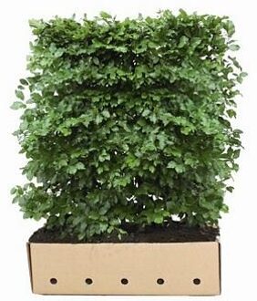 Kant en Klaar Haag Fagus Sylvatica 100x120cm.