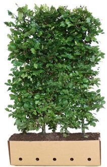 Kant en Klaar Haag Fagus Sylvatica 100x150cm.