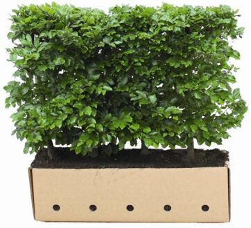 Kant en Klaar Haag Fagus Sylvatica 100x80cm.