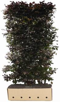 Kant en Klaar Haag Fagus Sylvatica Atropunicea hoogte 200 cm.