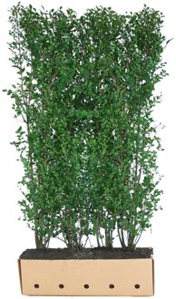 Kant en klaar haag Ligustrum ovalifolium 100x200cm.