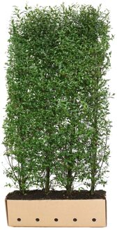 Kant en klaar haag Ligustrum vulgare Atrovirens 100x200cm.