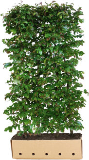Kant en klaar haag Parrotia persica Vanessa 100x200cm.