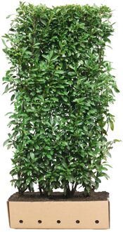 Kant en klaar haag Prunus laurocerasus Genolia 100x200cm.