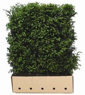 Kant en Klaar Haag Taxus Baccata 100x120cm.