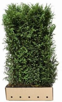 Kant en Klaar Haag Taxus Baccata 100x200cm