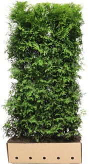 Kant en klaar haag Thuja occidentalis Brabant 100x200cm.
