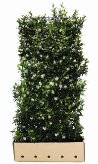Kant en klaar haag Trachelospermum jasminoides 100x180cm.