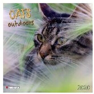 Katten - Cats Outdoors Kalender 2020