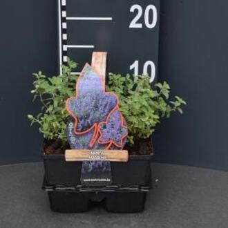 Kattenkruid (nepeta faassenii) bodembedekker - 4-pack - 1 stuks
