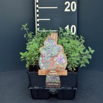 Kattenkruid (nepeta faassenii) bodembedekker - 6-pack - 1 stuks