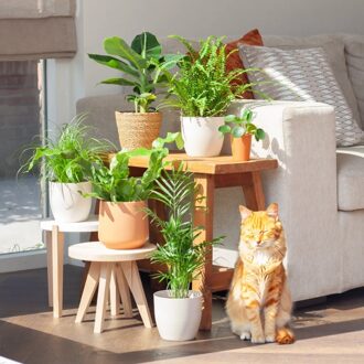 Katvriendelijke Plantenvoordeelbox (6 stuks)