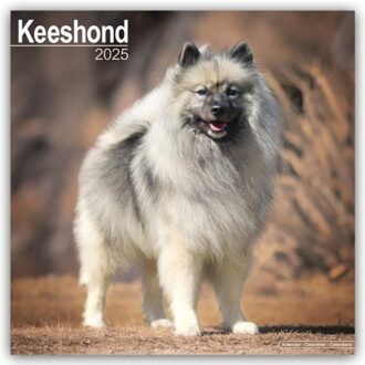 Keeshond Calendar 2025 Square Dog Breed Wall Calendar - 16 Month - Browntrout Wandkalender - Avonside Publishing Ltd